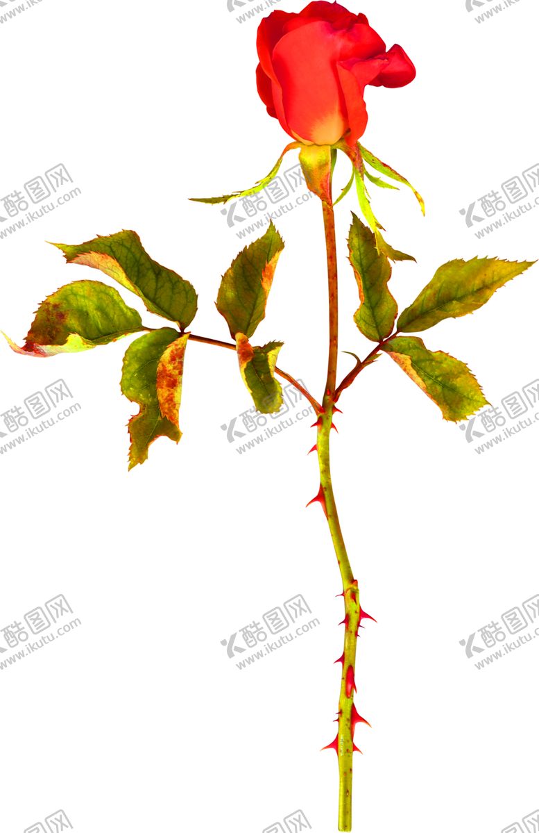编号：99740810271716428938【酷图网】源文件下载-鲜花装饰