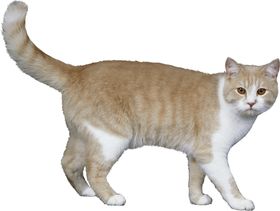 猫宠物猫宠物小猫猫咪
