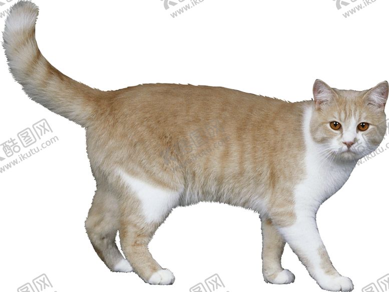 编号：42842806240455549075【酷图网】源文件下载-猫宠物猫宠物小猫猫咪