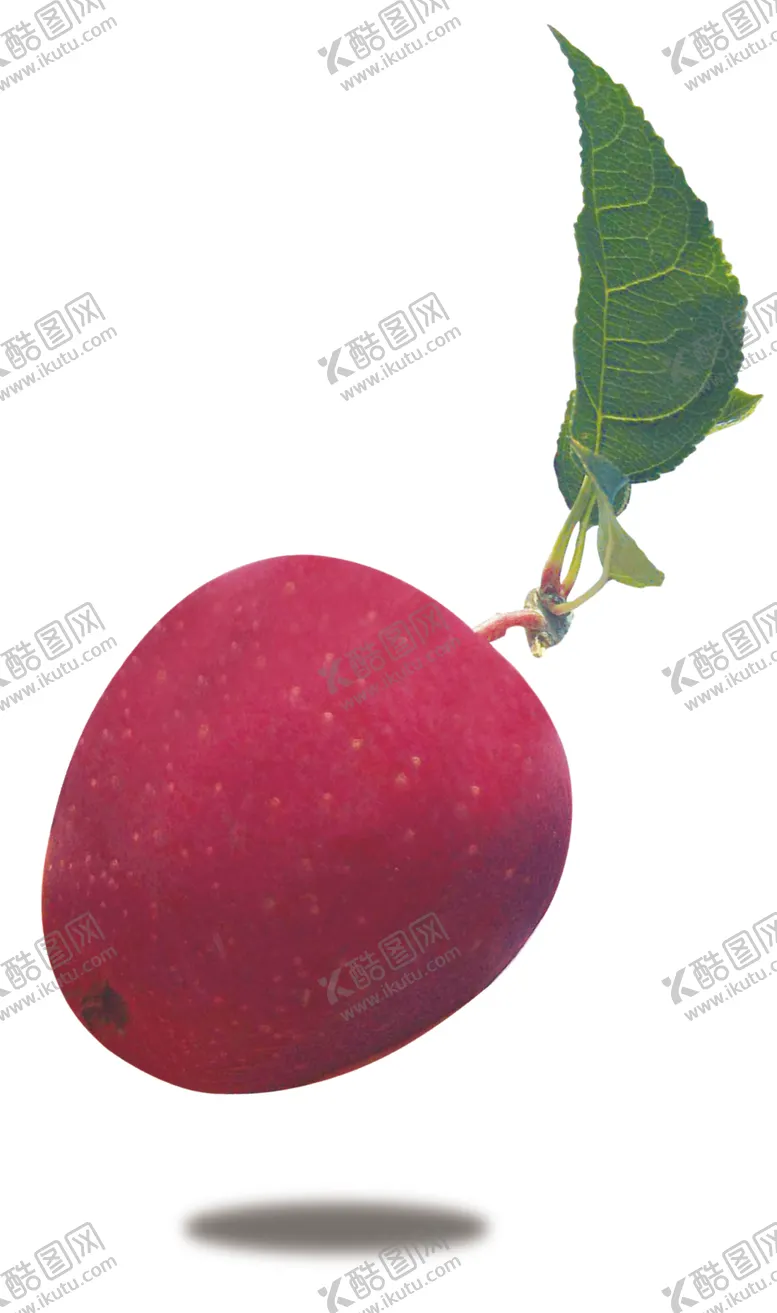 编号：46278304171907038495【酷图网】源文件下载-鸡心果
