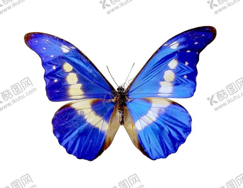 编号：89974910061057259013【酷图网】源文件下载-蝴蝶