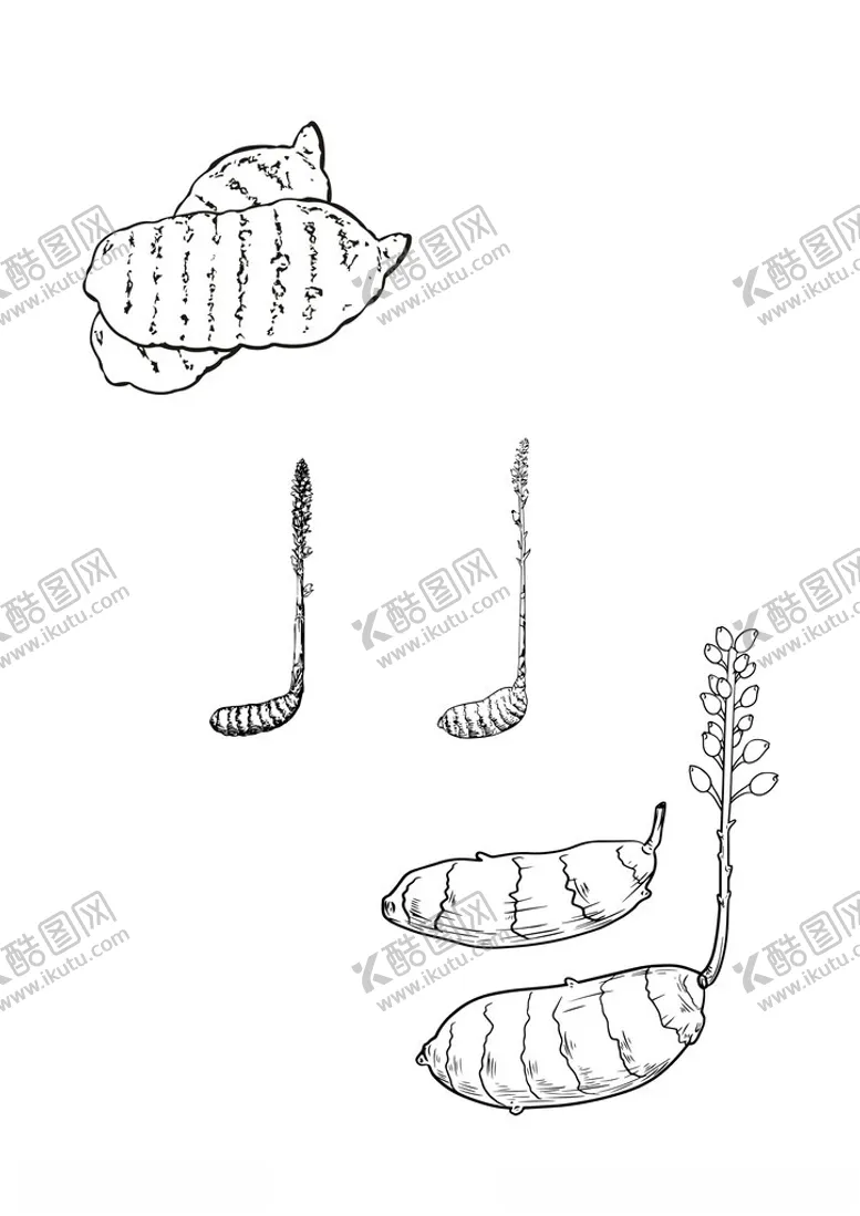 编号：20910202280633074373【酷图网】源文件下载-天麻