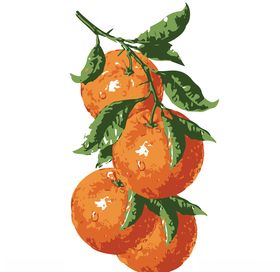 柑橘橙子插图