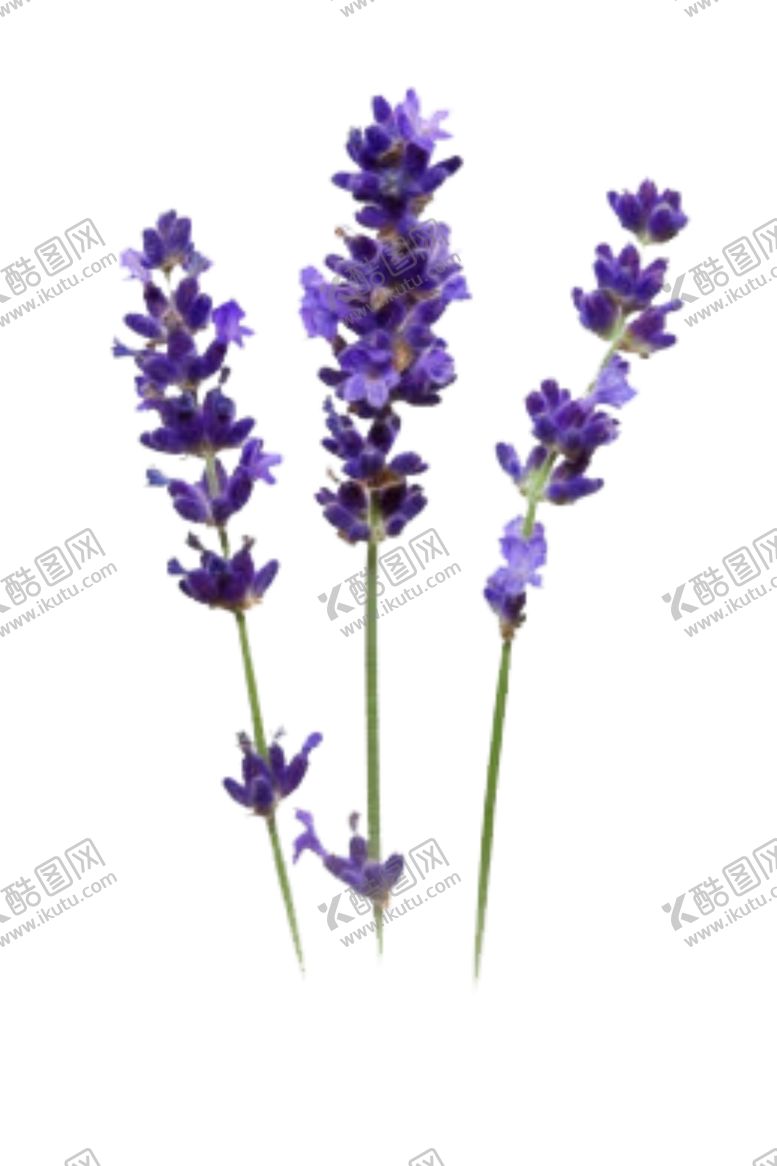 编号：98708704300121553793【酷图网】源文件下载-薰衣草