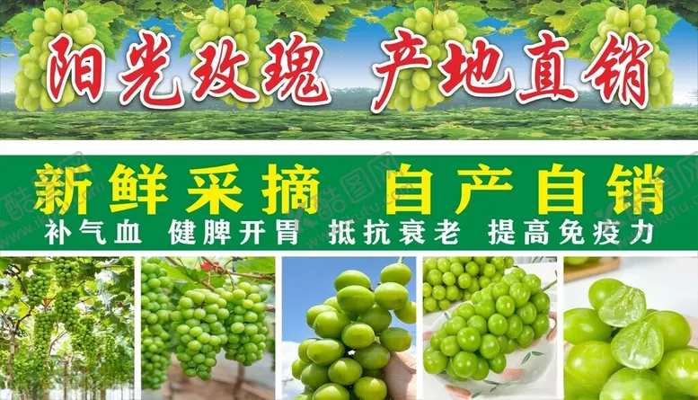 编号：39808202190622481989【酷图网】源文件下载-阳光玫瑰