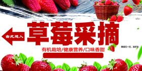 草莓采摘