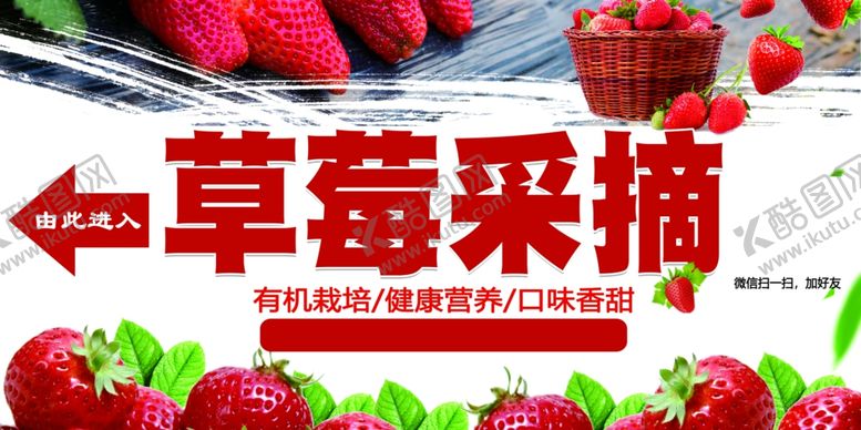 编号：65779007080119304393【酷图网】源文件下载-草莓采摘