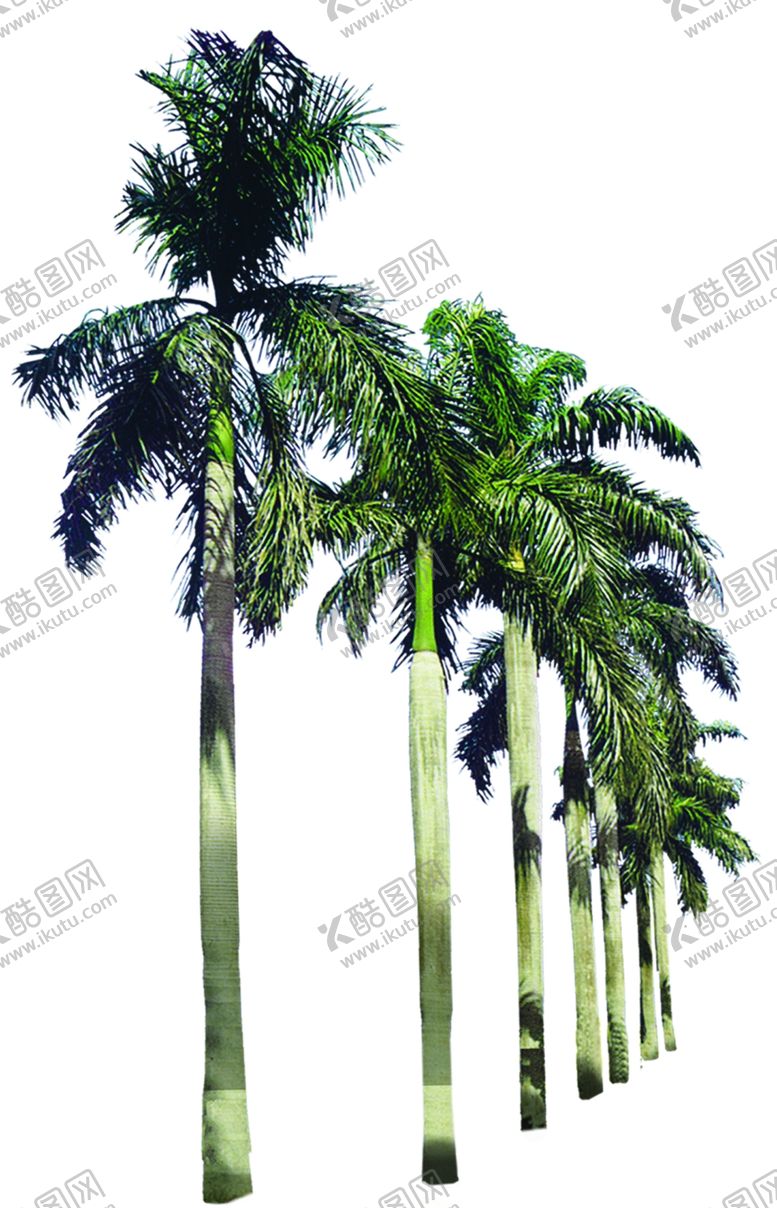 编号：88617709282016138047【酷图网】源文件下载-椰子树PSD素材