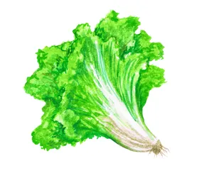 手绘彩色蔬菜免扣素材图片抠沙拉餐饮青插画