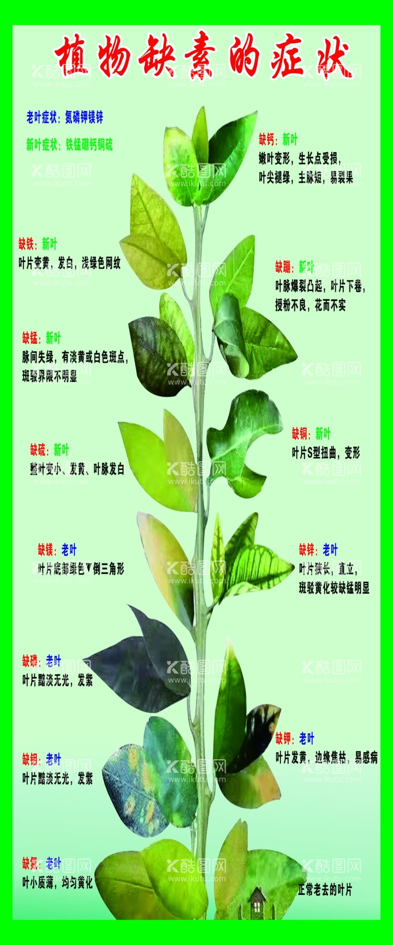 编号：81673811291647379082【酷图网】源文件下载-植物缺素的症状