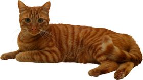 可爱动物小猫咪