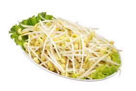 火锅配菜黄豆芽