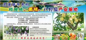 猕猴桃产业基地