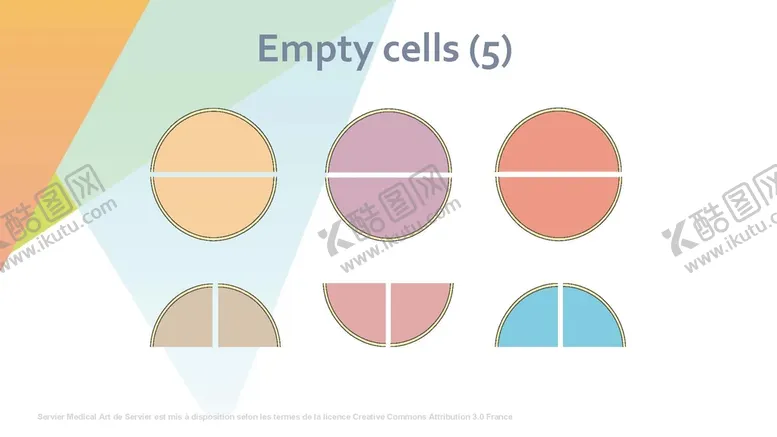 编号：46517102021907359565【酷图网】源文件下载-细胞生物学和组织学