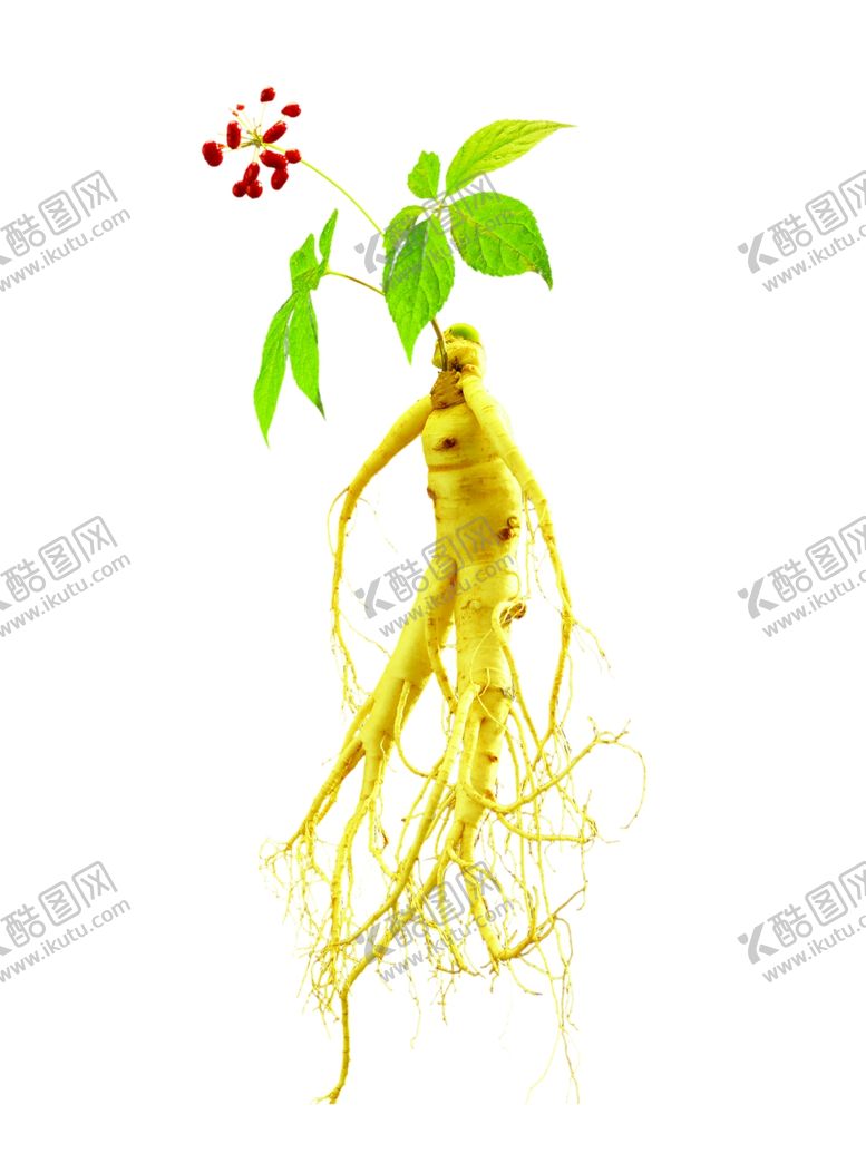 编号：81706804171915438205【酷图网】源文件下载-人参
