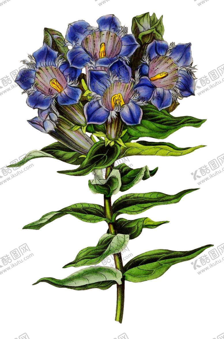 编号：51700010032109441081【酷图网】源文件下载-复古花朵植物图案