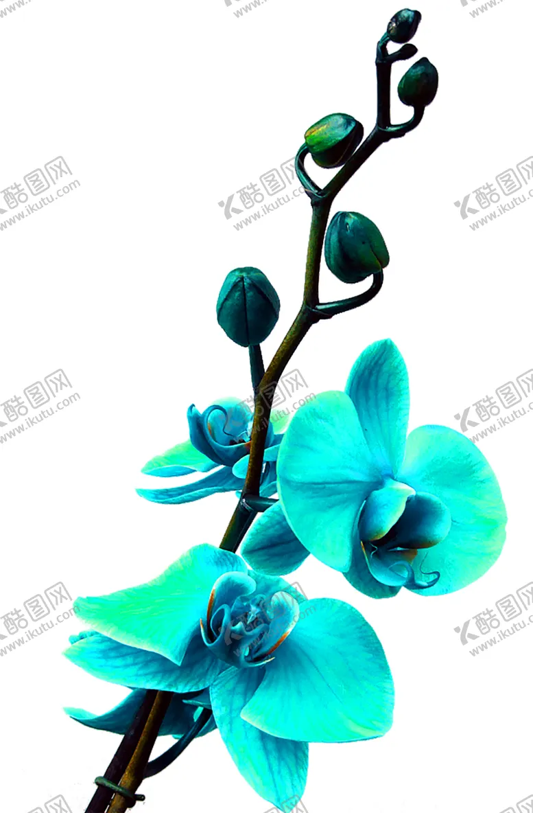 编号：13578606170006408086【酷图网】源文件下载-鲜花素材