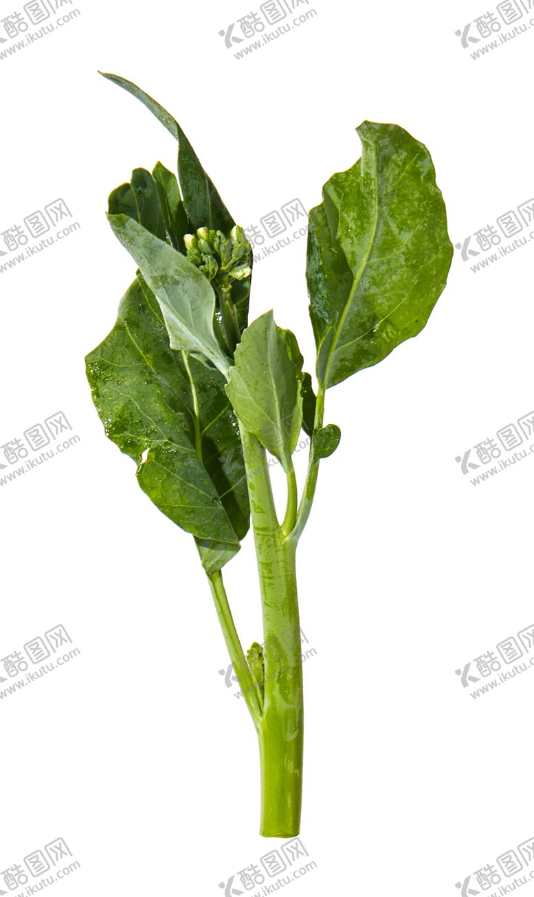 编号：58444107140121273783【酷图网】源文件下载-蔬菜芥兰农作物菜