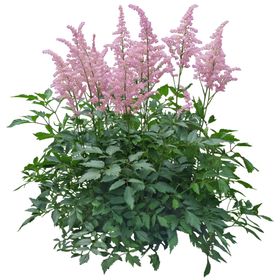 园林植物
