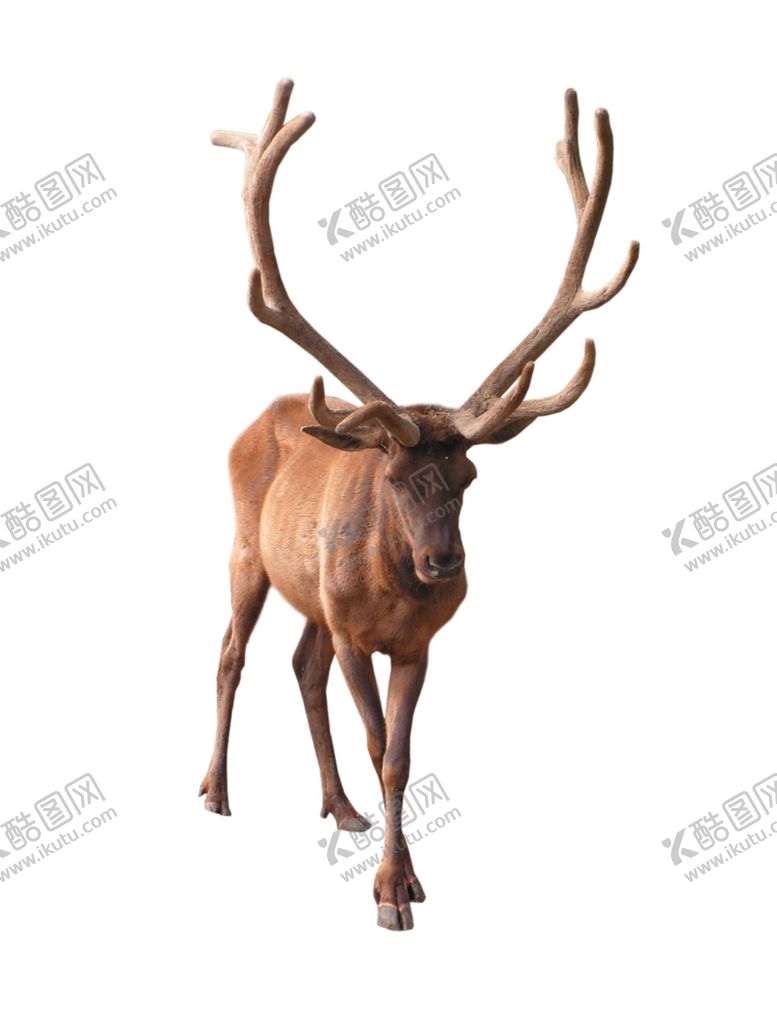 编号：77503210190354471220【酷图网】源文件下载-麋鹿