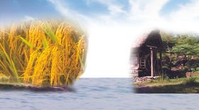 水稻与小屋