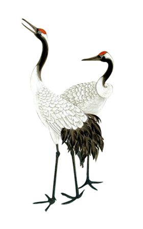 仙鹤元素