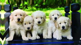 可爱白色宠物狗