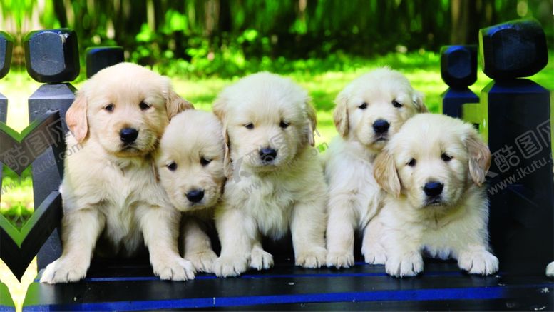 编号：44753110290415345836【酷图网】源文件下载-可爱白色宠物狗