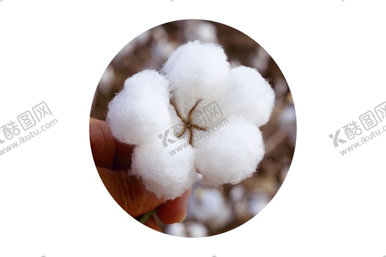 编号：13225309110030322580【酷图网】源文件下载-棉花