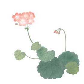 天竺葵手绘
