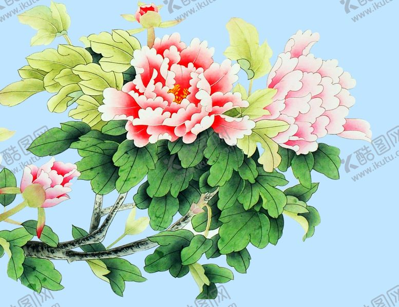 编号：70375607032310084592【酷图网】源文件下载-牡丹花