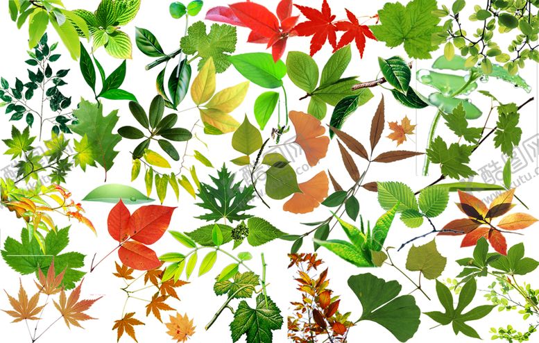 编号：27807609111932033963【酷图网】源文件下载-绿色装饰