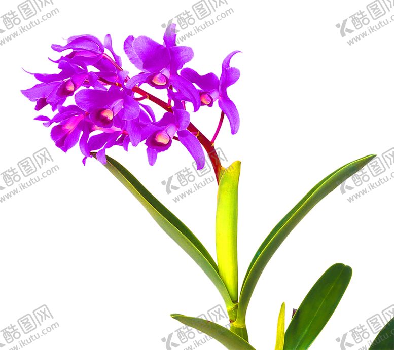 编号：40357105171747229943【酷图网】源文件下载-鲜花装饰