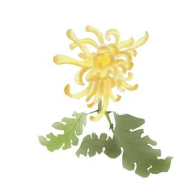 菊花素材