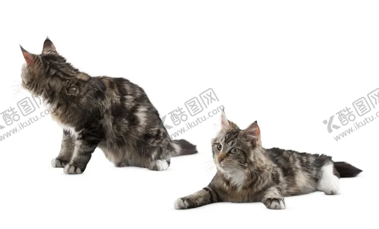 编号：72982001271418422554【酷图网】源文件下载-猫图片