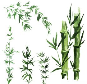植物竹子装饰图案