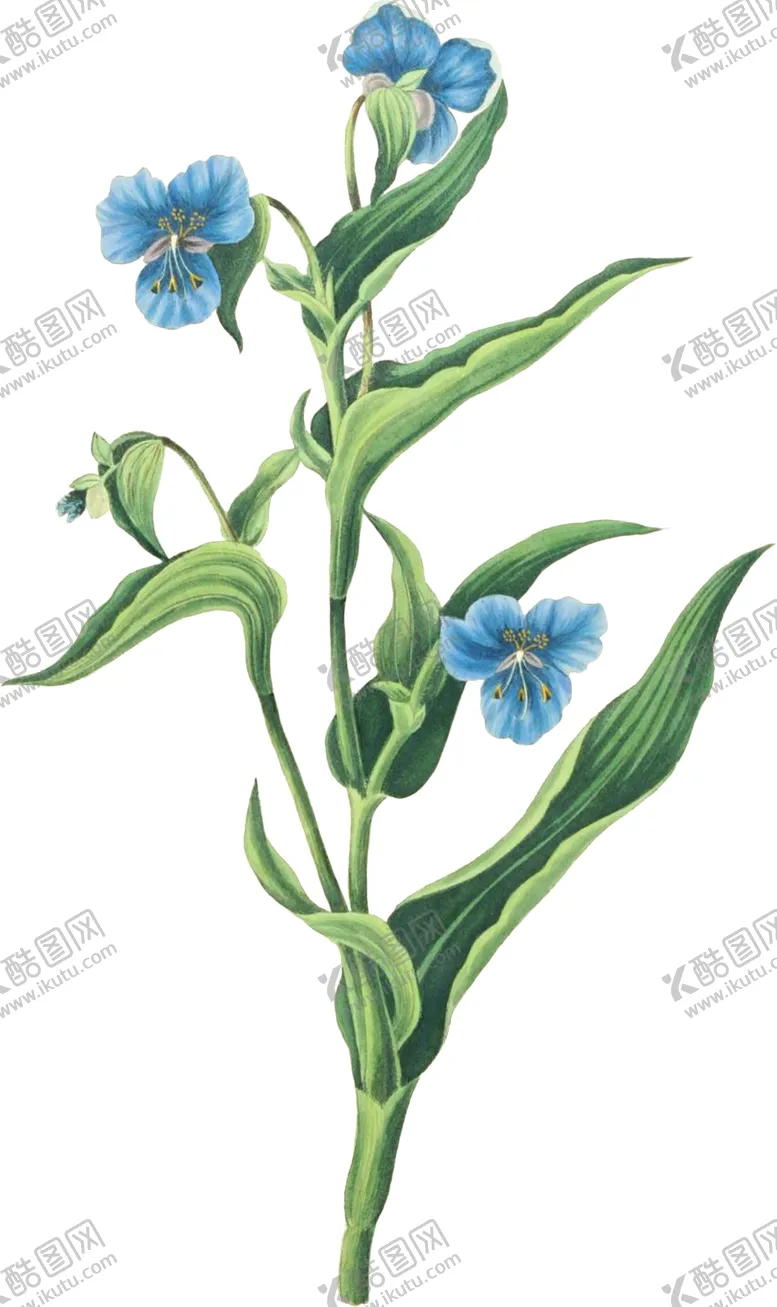编号：86259302201658347339【酷图网】源文件下载-手绘花草植物素材图片