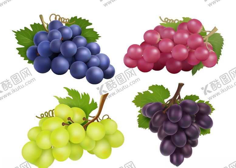 编号：91436909271152008865【酷图网】源文件下载-葡萄矢量图