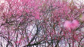 桃花矢量花朵红色花朵