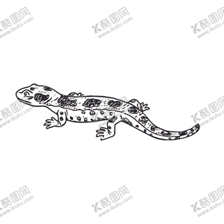 编号：22554910281128481665【酷图网】源文件下载-爬行动物线稿绘画图案