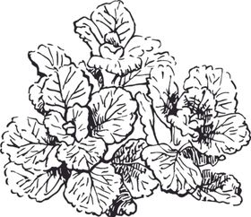 素描鲜花