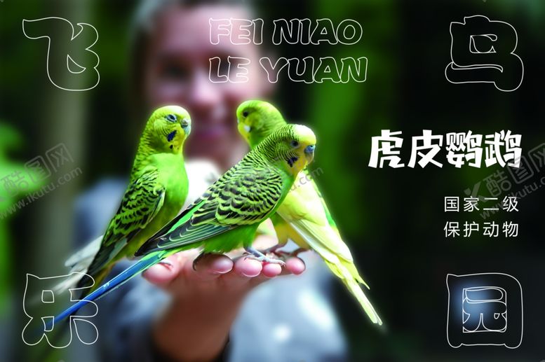 编号：19060101200720268405【酷图网】源文件下载-虎皮鹦鹉