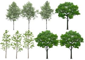 高清植物自抠贴图