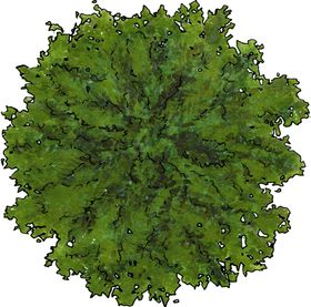 手绘植物