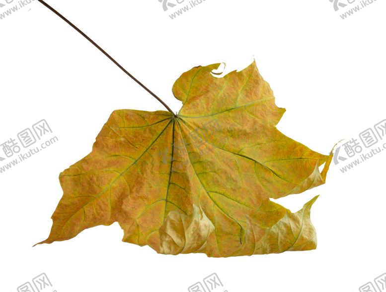 编号：45986809260137232588【酷图网】源文件下载-枫叶