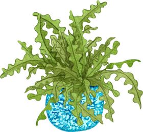 水彩盆栽