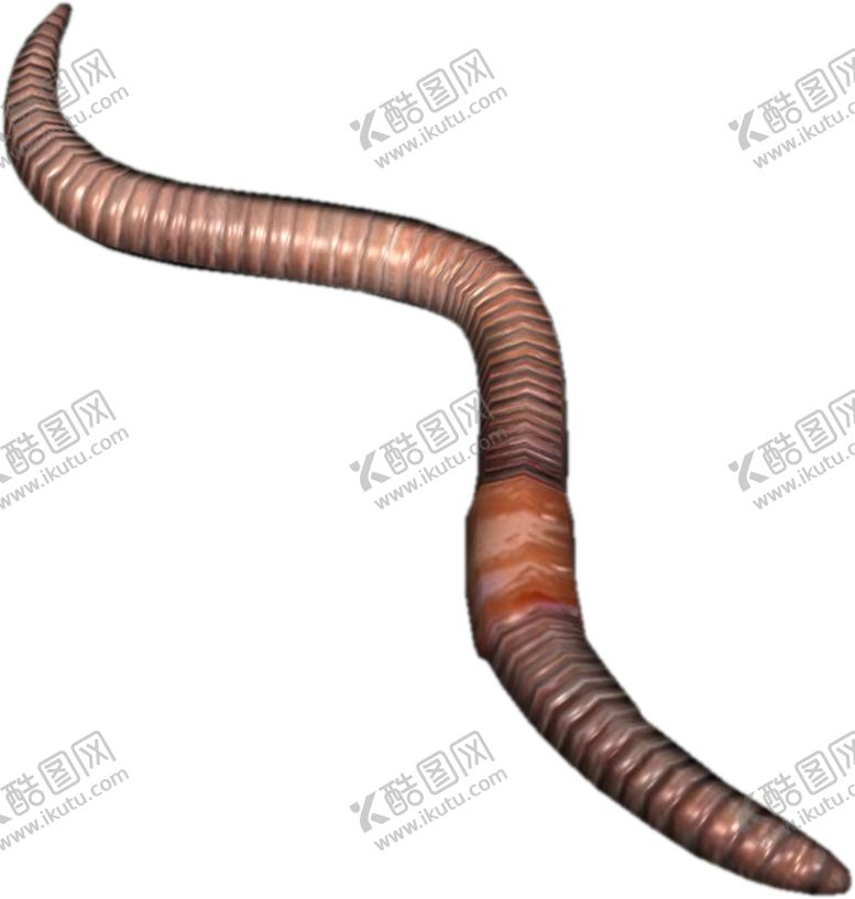 编号：80149010090448552890【酷图网】源文件下载-蚯蚓