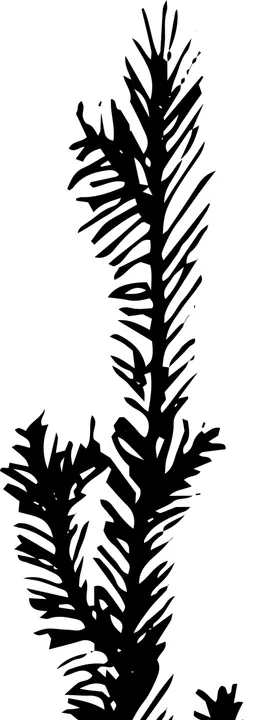 手绘植物枝干