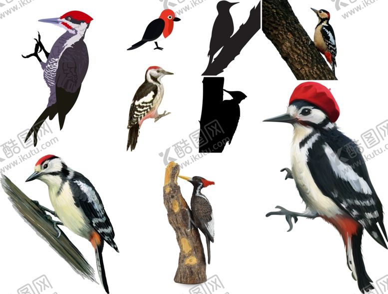 编号：21363209242232181460【酷图网】源文件下载-啄木鸟png免扣高清素材