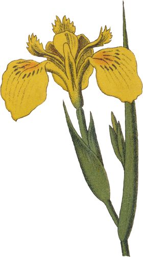 花卉插画